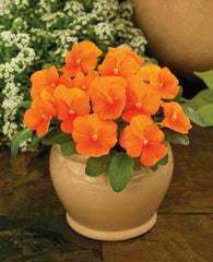Viola ColorMax Clear Orange  Primax