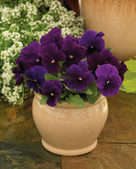 Viola ColorMax Clear Purple  PRIMAX