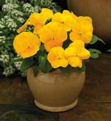 Viola ColorMax Clear Yellow  Primax