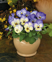 Viola ColorMax Icy Blue  Primax