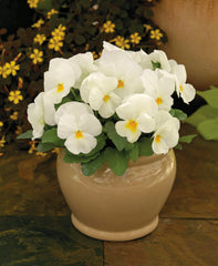 Viola ColorMax Popcorn  Primax