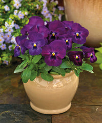 Viola ColorMax Purple Glow  Primax