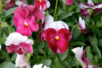 Viola ColorMax Beacon Rose PRIMAX