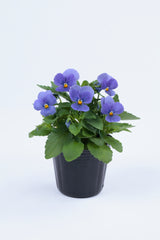 Viola ColorMax True Blue PRIMAX