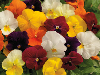 Viola ColorMax Mix  Primax
