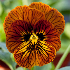 Viola Tiger Eye Red Primed