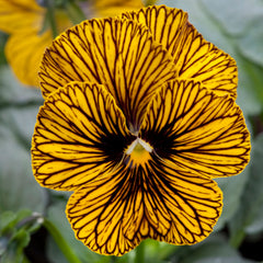 Viola Tiger Eye Yellow Primed