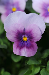Viola Sorbet Orchid Rose Beacon