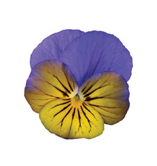 Viola Sorbet XP Morpho