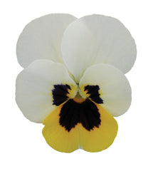 Viola Sorbet XP Lemon Ice Blotch