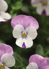 Viola Sorbet XP Pink Wing