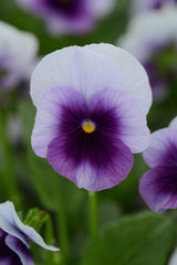Viola Sorbet XP Beaconsfield