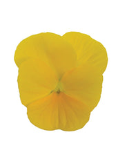 Viola Sorbet XP Yellow
