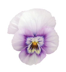 Viola Sorbet XP Pink Halo