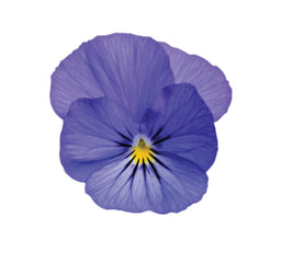Viola Sorbet XP True Blue