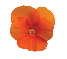 Viola Sorbet XP Deep Orange
