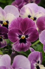 Viola Sorbet XP Raspberry