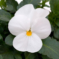 Viola Sorbet XP White