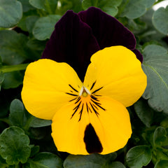 Viola Sorbet XP Yellow Jump-Up