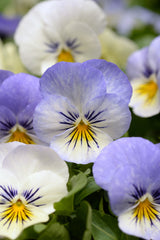 Viola Sorbet XP Yesterday, Today & Tomorrow