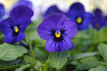 Viola Sorbet XP Blue Blotch