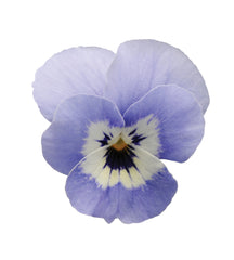 Viola Sorbet XP Marina