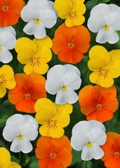 Viola Sorbet XP Citrus Mix