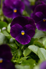 Viola Sorbet XP Purple