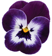 Viola Sorbet XP Purple Face