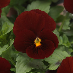 Viola Sorbet XP Red