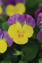 Viola Sorbet Yellow Pink Jump Up