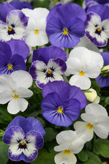 Viola Sorbet XP Blueberry Sundae Mix