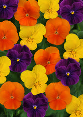 Viola Sorbet XP Harvest Mix
