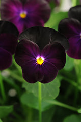 Viola Sorbet XP Blackberry