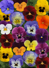 Viola Sorbet XP Autumn Mix