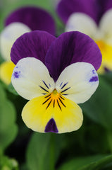 Viola Sorbet XP Lemon Jump Up