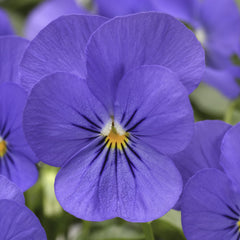Viola Penny Blue