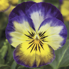 Viola Penny Primrose Picotee