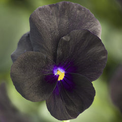 Viola Penny Black