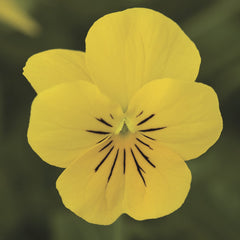 Viola Penny Pro Yellow