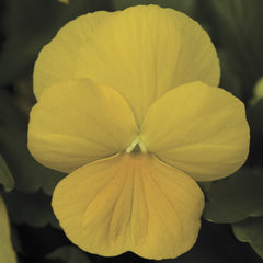Viola Penny Clear Yellow