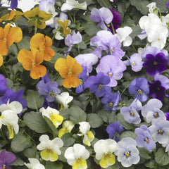Viola Penny Lane Mixture