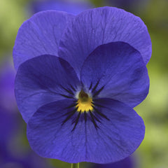 Viola Penny Deep Blue