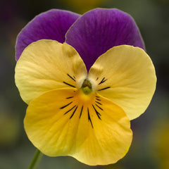 Viola Penny Orange Jump-Up