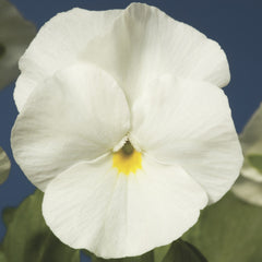 Viola Penny White