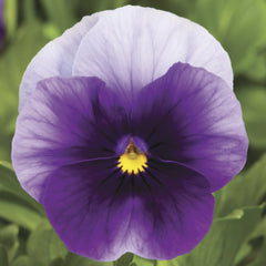 Viola Penny Beaconsfield