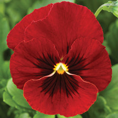 Viola Penny Red Blotch