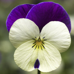 Viola Penny White Jump Up