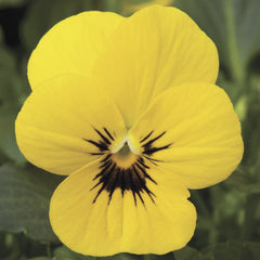 Viola Penny Yellow Blotch