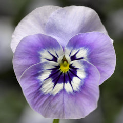Viola Penny Marina